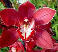 zodiac floral sunt orhidee