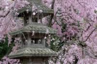japonia japonia