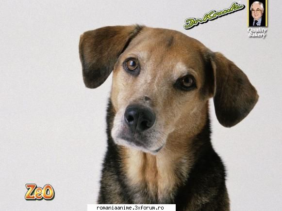 eu ador cainii deea am unul :rotfl: animalul preferat