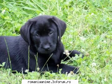 Animalul preferat - mie imi plac ffff mult caini - � Pets- animalutele noastre �