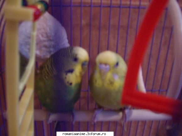 eu am 2 papagali! nu sunt frumosi?  :zzz: animalutze