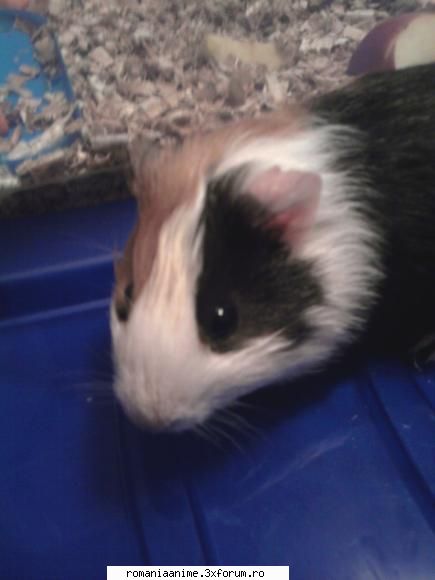 Animalutze - well... eu avusesem cand eram mica 2 iepuri - � Pets- animalutele noastre �