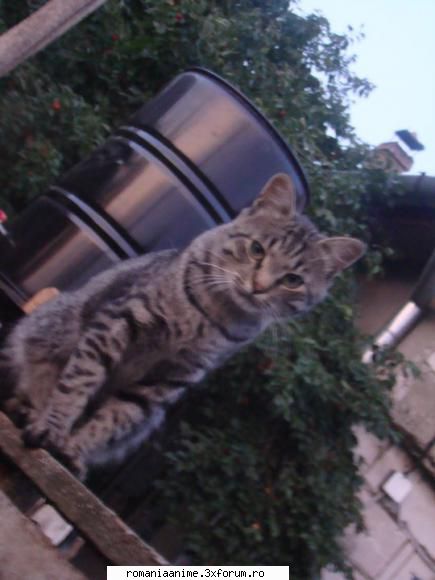 Animalutze - Eu am 2 caini,si 2 motani. :D Acesta e - � Pets- animalutele noastre �