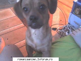 Animalutze - si yo am avut papagali Raluky_Dark_Moon, dar i-am - � Pets- animalutele noastre �