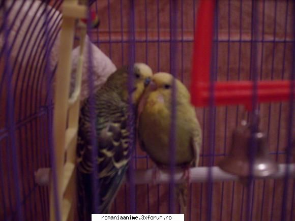 Animalutze - e scumpik....si mama a vrut sa imi dea papagalii - � Pets- animalutele noastre �