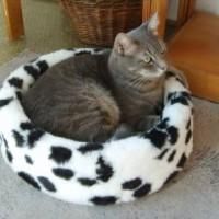 Animalutze - cum a spus si sora mea anime_love_ali am o - � Pets- animalutele noastre �