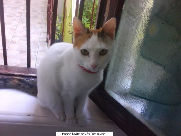 Animalutze - ce animal de companie aveti ????? yo am o pisica - � Pets- animalutele noastre �