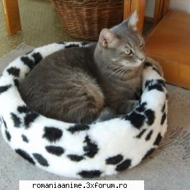 Animalutze - eu am tot pisica uitatio nui asa ca e adorabila - � Pets- animalutele noastre �