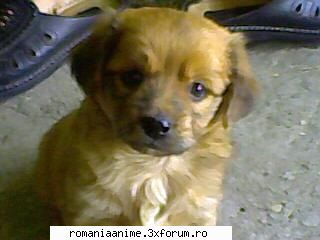 as avea ceva important de spus:
vad ca aici nu sunt se pot face cateva? :cool: anunturi