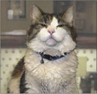 Curiozitati despre pisici - No name!<3 - � Pets- animalutele noastre �