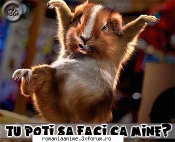purcel karate.. ;) imagini amuzante