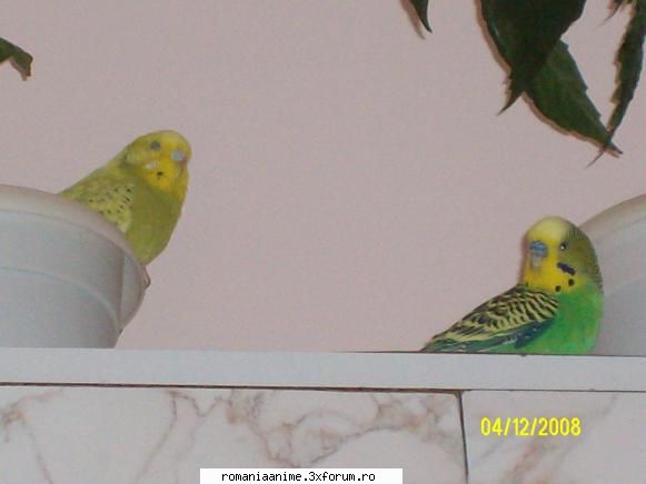 Poze haioase cu animale - mie mi se pare amuzant...daca ii las pe perusii - � Pets- animalutele noastre �