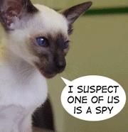 Poze haioase cu animale - No name!<3 - � Pets- animalutele noastre �